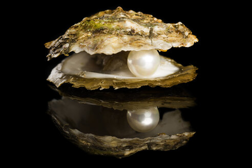 valuable pearl in oyster