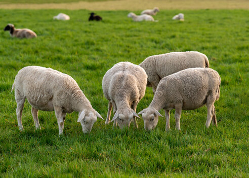sheep grazing