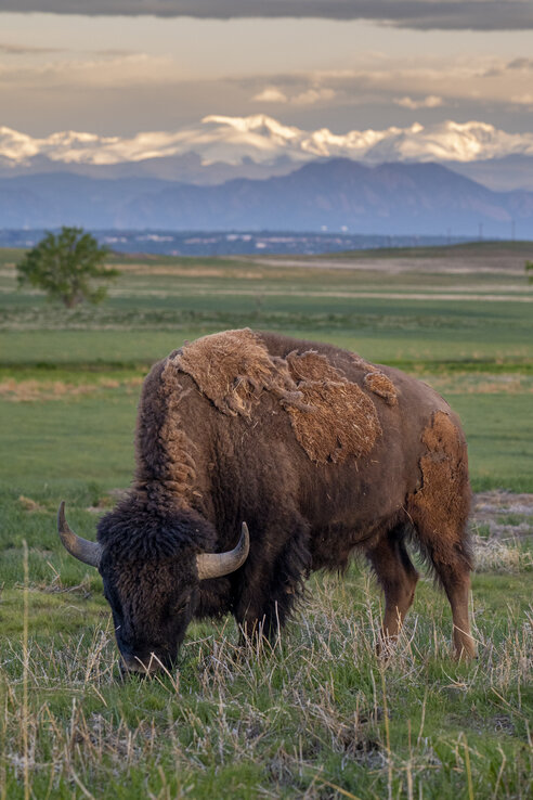 Buffalo grazing